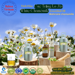 Tinh Dầu Cúc Trắng La Mã - Chamomile White Essential Oil 1 lít