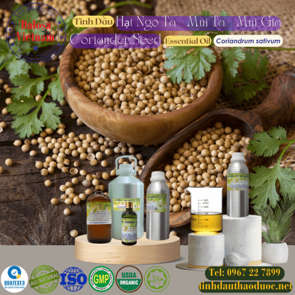 Tinh Dầu Hạt Ngò Ta - Mùi Ta - Coriander Essential Oil 1 lít