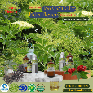 Tinh Dầu Hoa Cơm Cháy - Elder flowers Essential Oil 1 Lít