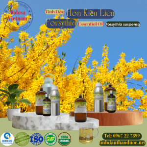 Tinh Dầu Hoa Liên Kiều - Forsythia Essential Oil 1 Lít