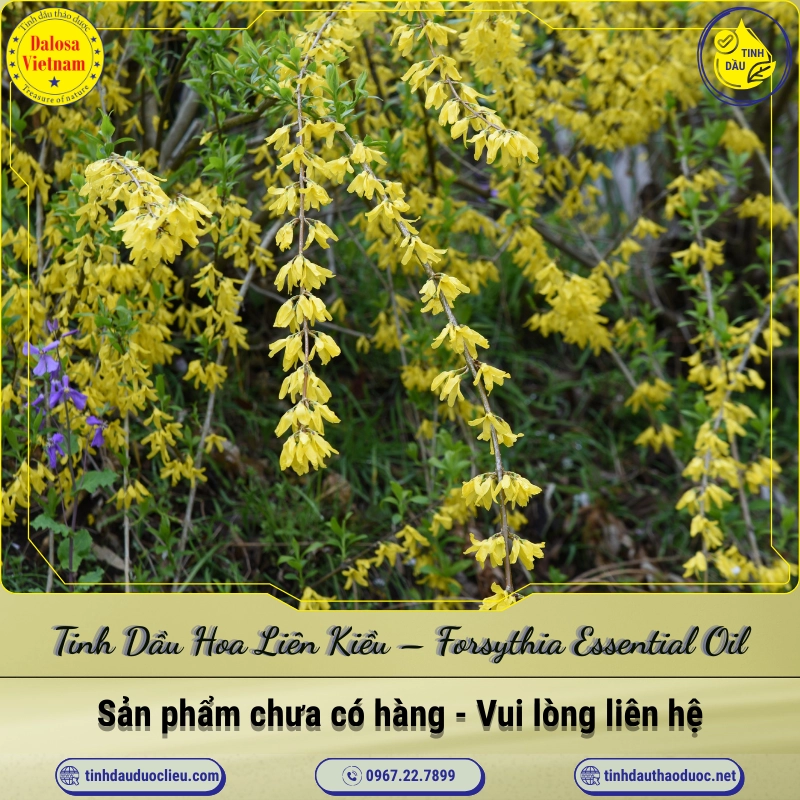 Tinh Dầu Hoa Liên Kiều - Forsythia Essential Oil 1 Tinh Dầu Hoa Liên Kiều – Forsythia Essential Oil