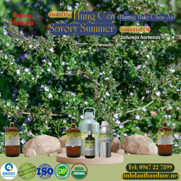 Tinh Dầu Húng Cay - Savory Summer Essential Oil 1 Lít