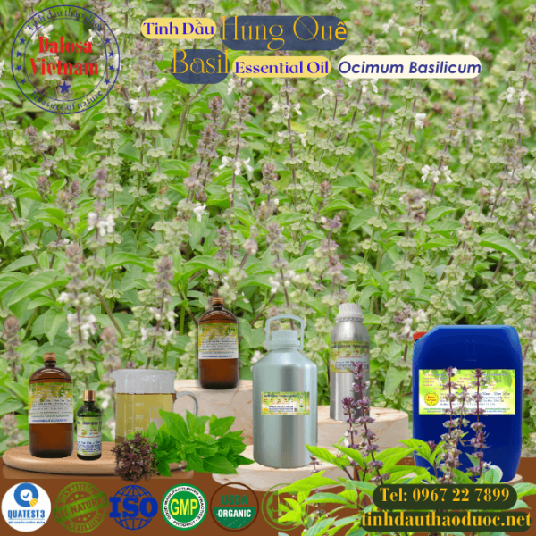 Tinh Dầu Húng Quế - Basil Essential Oil 1 lít