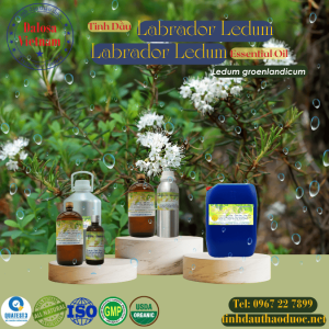 Tinh Dầu Labrador Ledum - Greenland Moss (Labrador Tea) Ledum Essential Oil 1 Lít