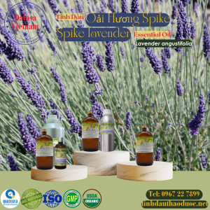 Tinh Dầu Oải Hương Spike - Spike lavender Essential Oil 1 Lít