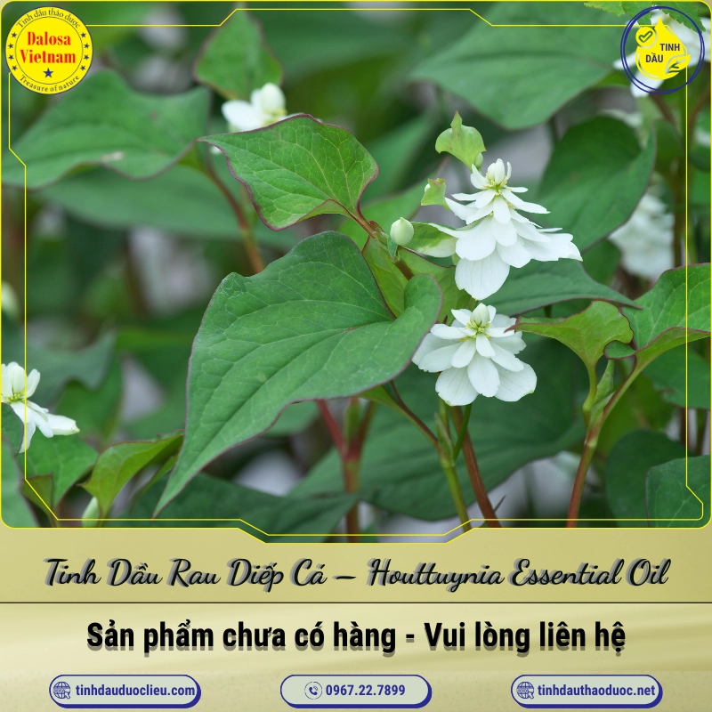 Tinh Dầu Rau Diếp Cá - Houttuynia Essential Oil 1 Tinh Dầu Rau Diếp Cá – Houttuynia Essential Oil