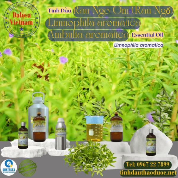 Tinh Dầu Rau Om - Limnophila Aromatica Essential Oil