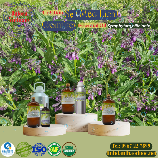 Tinh Dầu Mộc Liên - Comfrey Essential Oil: Lợi Ích, Cách Sử Dụng và Những Điều Cần Biết