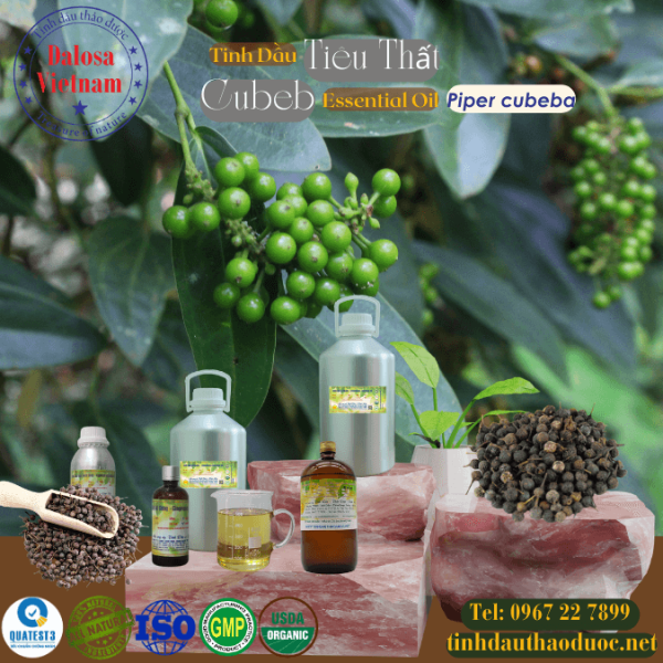 Tinh Dầu Tiêu Thất - Cubeb Essential Oil