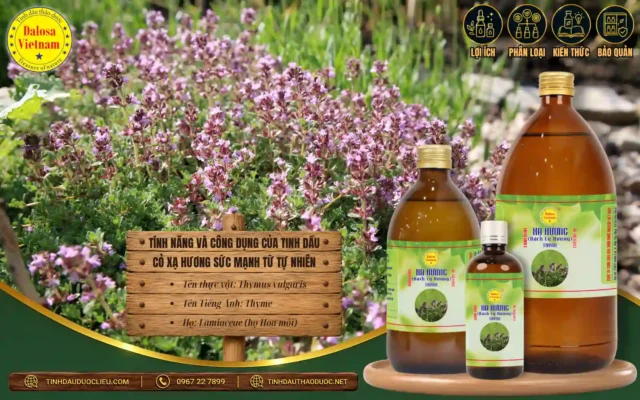 tinh dầu cỏ xạ hương có nhiều tính năng và công dụng