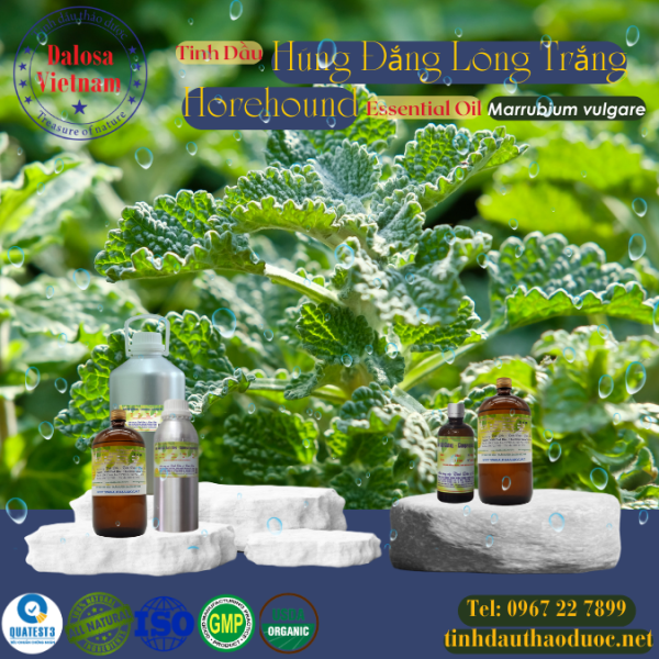 Tinh Dầu Húng Đắng Lông Trắng - Horehound Essential Oil: Lợi Ích, Công Dụng và Cách Dùng