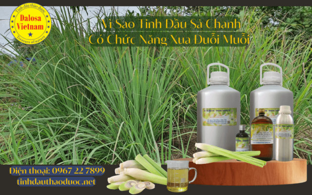 Hướng Dẫn Làm Nước Xịt Phòng Từ Tinh Dầu Sả Chanh