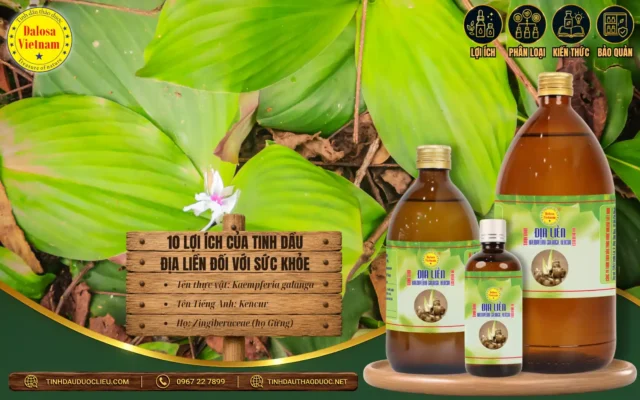 Đồ họa bài viết tổng hợp về 10 lợi ích của tinh dầu địa liền đối với sức khỏe đặt bên cạnh hình ảnh những phiến lá địa liền xanh mướt và bộ sản phẩm tinh dầu Dalosa