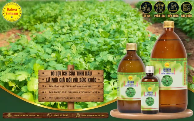 10 Lợi Ích của Tinh Dầu Lá Mùi Già Đối Với Sức Khoẻ 1 Tinh dầu Lá Mùi Già và 10 lợi ích đối với sức khỏe