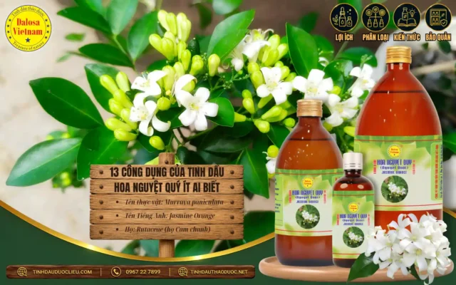 13 Công Dụng của Tinh Dầu Hoa Nguyệt Quý Ít Ai Biết 1 Tinh dầu Nguyệt Quý và 13 công dụng ít ai biết