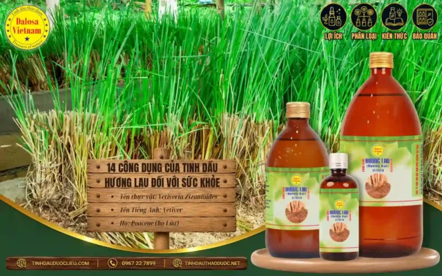 14 Công Dụng của Tinh Dầu Hương Lau Đối Với Sức Khỏe 1 Tinh dầu Hương Lau và 14 công dụng đối với sức khỏe
