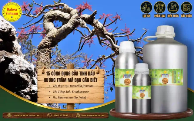 Tinh dầu Hương Trầm và 15 công dụng mà bạn cần biết