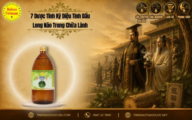7 Dược Tính Kỳ Diệu Tinh Dầu Long Não Trong Chữa Lành 1 Đồ họa bài viết nghiên cứu về 7 dược tính kỳ diệu tinh dầu long não trong chữa lành đặt bên cạnh hình ảnh vị thầy thuốc cổ đại và chai sản phẩm tinh dầu Dalosa