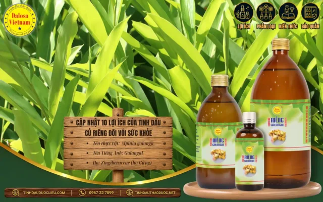 Cập Nhật 10 Lợi Ích của Tinh Dầu Củ Riềng Đối Với Sức Khoẻ 1 Tinh dầu Củ Riềng và 10 lợi ích đối với sức khỏe