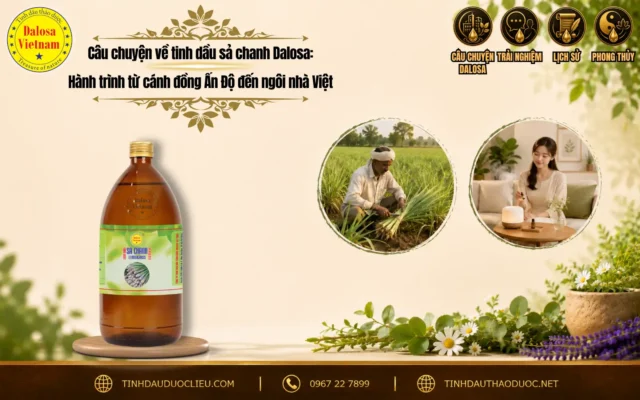 Câu chuyện về tinh dầu sả chanh Dalosa: Hành trình từ cánh đồng Ấn Độ đến ngôi nhà Việt 1 Đồ họa tư liệu hành trình sản phẩm câu chuyện về tinh dầu sả chanh dalosa hành trình từ cánh đồng ấn độ đến ngôi nhà việt đặt bên cạnh bối cảnh cánh đồng nguyên liệu và chai sản phẩm tinh dầu Dalosa