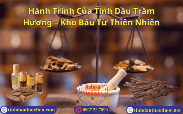 Hành Trình Của Tinh Dầu Trầm Hương – Kho Báu Từ Thiên Nhiên