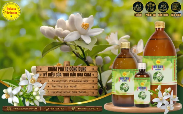 Khám Phá 13 Công Dụng Kỳ Diệu của Tinh Dầu Hoa Cam 1 Hoa cam và 13 công dụng kỳ diệu của tinh dầu hoa cam