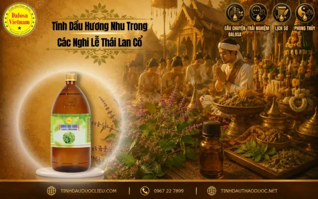 Tinh Dầu Hương Nhu Trong Các Nghi Lễ Thái Lan Cổ 1 Đồ họa bài viết nghiên cứu về vai trò của tinh dầu hương nhu trong các nghi lễ Thái Lan cổ đặt bên cạnh khóm cây hương nhu và chai sản phẩm Dalosa