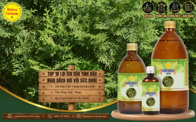 Top 10 Lợi Ích của Tinh Dầu Nhai Bách Đối Với Sức Khoẻ 1 Tinh dầu Nhai Bách và 10 lợi ích đối với sức khỏe