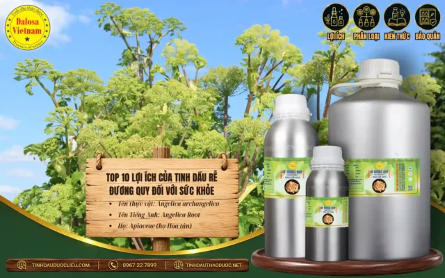 Top 10 Lợi Ích của Tinh Dầu Rễ Đương Quy Đối Với Sức Khoẻ 1 Tinh dầu Rễ Đương Quy và 10 lợi ích đối với sức khỏe