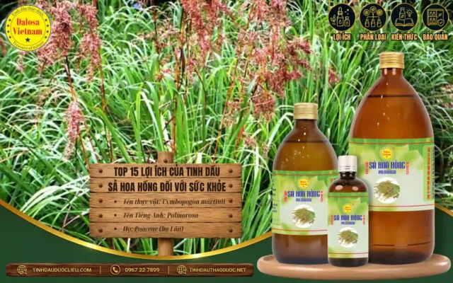 Top 15 Lợi Ích của Tinh Dầu Sả Hoa Hồng đối với sức khỏe 1 Tinh dầu Sả Hoa Hồng và 15 lợi ích đối với sức khỏe