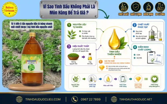 Sơ đồ infographic giải thích lý do vì sao tinh dầu không phải là món hàng dễ trả giá dựa trên quy trình thu hoạch thực vật tự nhiên và sản xuất của Dalosa.