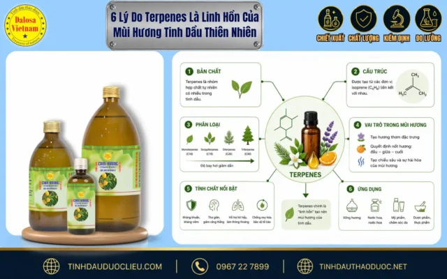 6 Lý Do Terpenes Là Linh Hồn Của Mùi Hương Tinh Dầu Thiên Nhiên 1 Bảng tổng hợp sơ đồ giải thích lý do terpenes là linh hồn của mùi hương trong thực vật tự nhiên bên cạnh dòng sản phẩm tinh dầu Dalosa
