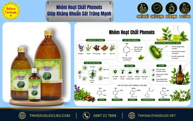 Sơ đồ phân tích nhóm hoạt chất phenols giúp kháng khuẩn sát trùng trong các loại thực vật tự nhiên bên cạnh sản phẩm tinh dầu Dalosa