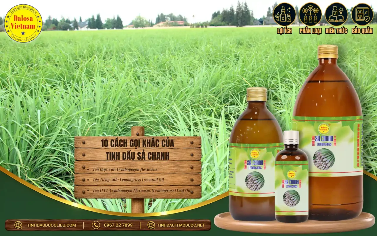 10 Cách Gọi Khác Của Tinh Dầu Sả Chanh 1 Tinh dầu Sả chanh – Lemongrass Essential Oil từ Cymbopogon flexuosus