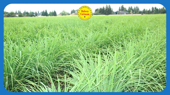 10 cách gọi khác của Tinh dầu Sả chanh – Lemongrass Essential Oil