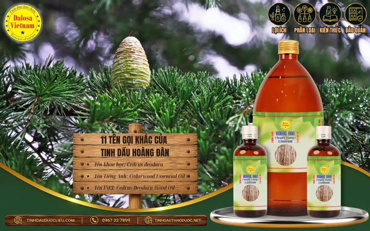 Tinh dầu Hoàng đàn Himalaya từ gỗ Cedrus deodara