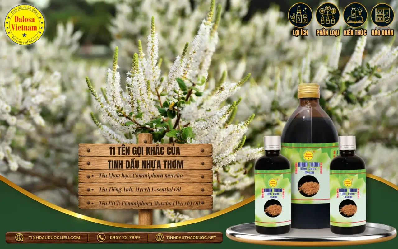 Tinh dầu Nhựa thơm từ Commiphora myrrha – Myrrh Essential Oil