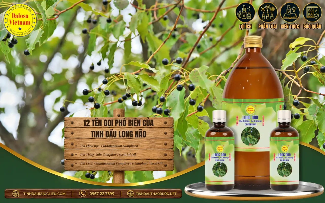 Tinh dầu Long não từ Cinnamomum camphora – Camphor Essential Oil