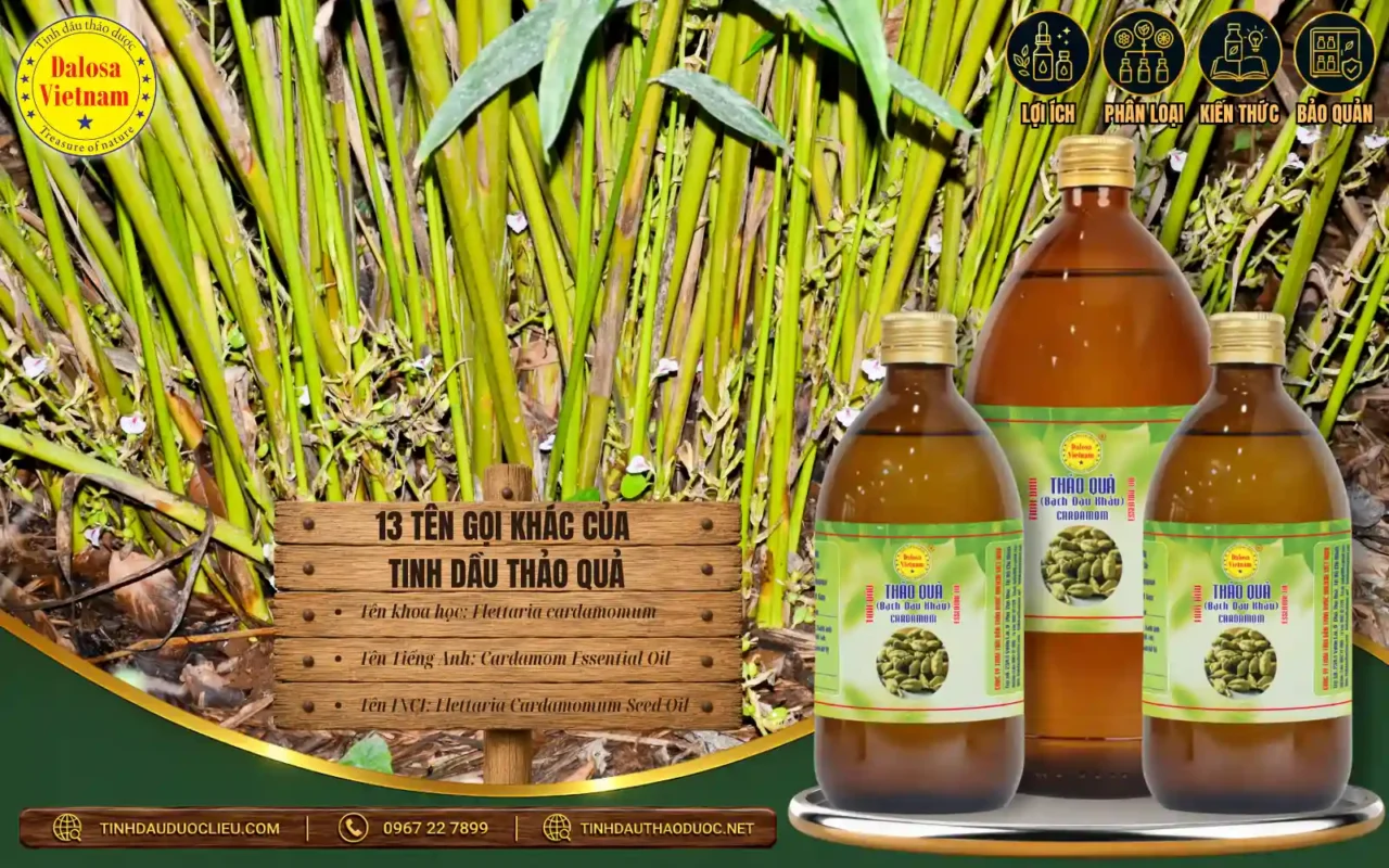 13 Tên Gọi Khác Của Tinh Dầu Thảo Quả 1 Tinh dầu Thảo quả từ hạt Elettaria cardamomum – Cardamom Oil