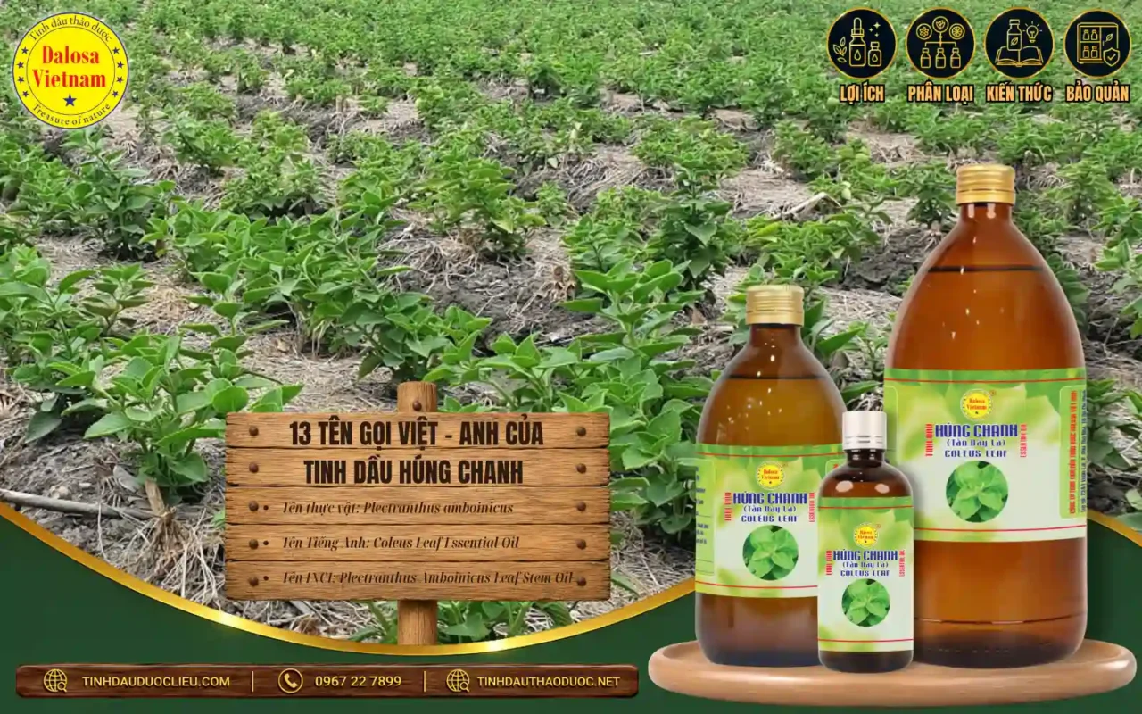13 Tên Gọi Việt – Anh Của Tinh Dầu Húng Chanh 1 13 tên gọi Việt - Anh của Tinh Dầu Húng Chanh