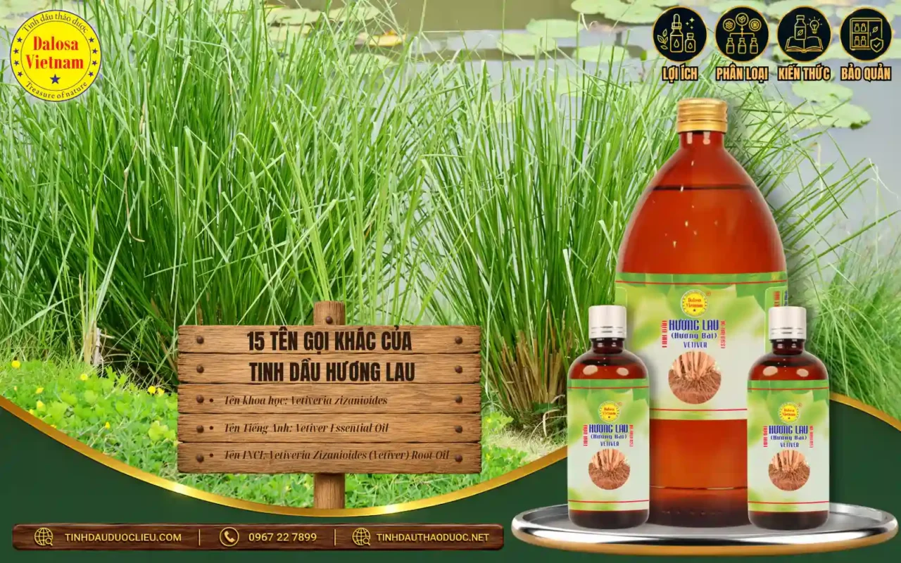 Tinh dầu Hương lau từ rễ Chrysopogon zizanioides – Vetiver Oil