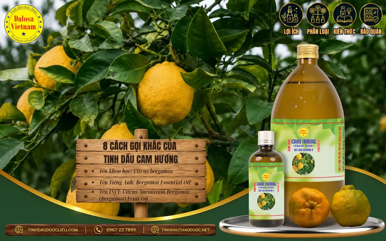 Quả Cam hương Citrus bergamia dùng sản xuất Bergamot Essential Oil