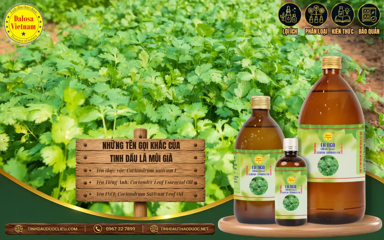 Những Tên Gọi Khác Của Tinh Dầu Lá Mùi Già 1 Các tên gọi Việt – Anh của Tinh dầu Lá mùi già