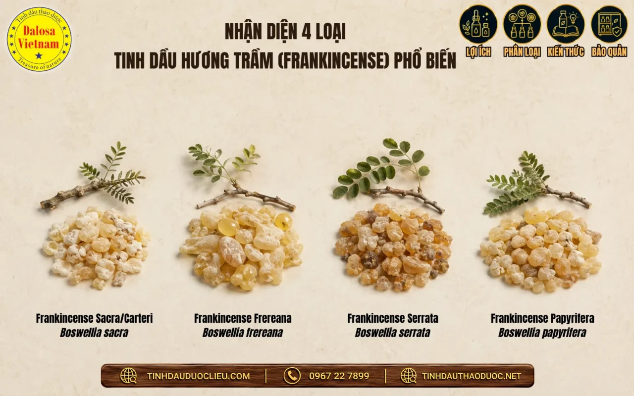 Phân biệt Frankincense Sacra, Frereana, Serrata và Papyrifera