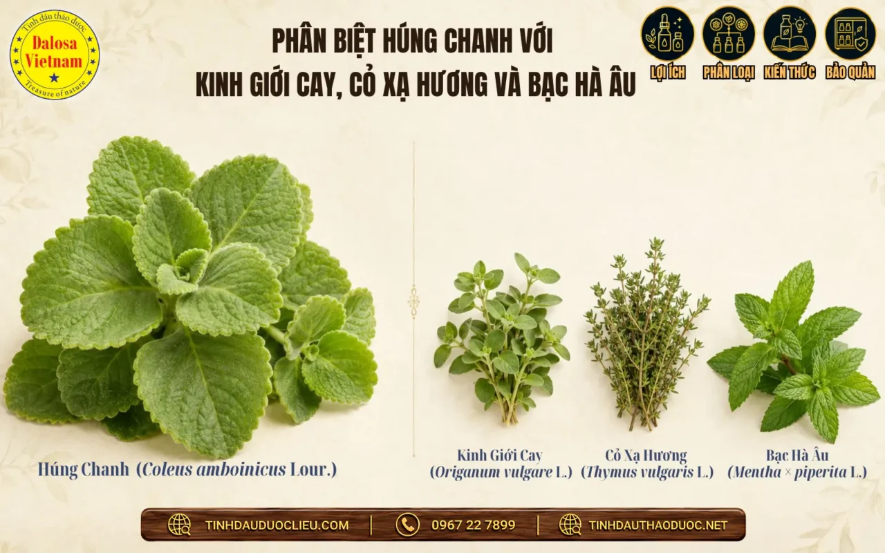 13 Tên Gọi Việt – Anh Của Tinh Dầu Húng Chanh 2 Phân biệt Húng chanh với Kinh giới cay, Cỏ xạ hương và Bạc hà Âu