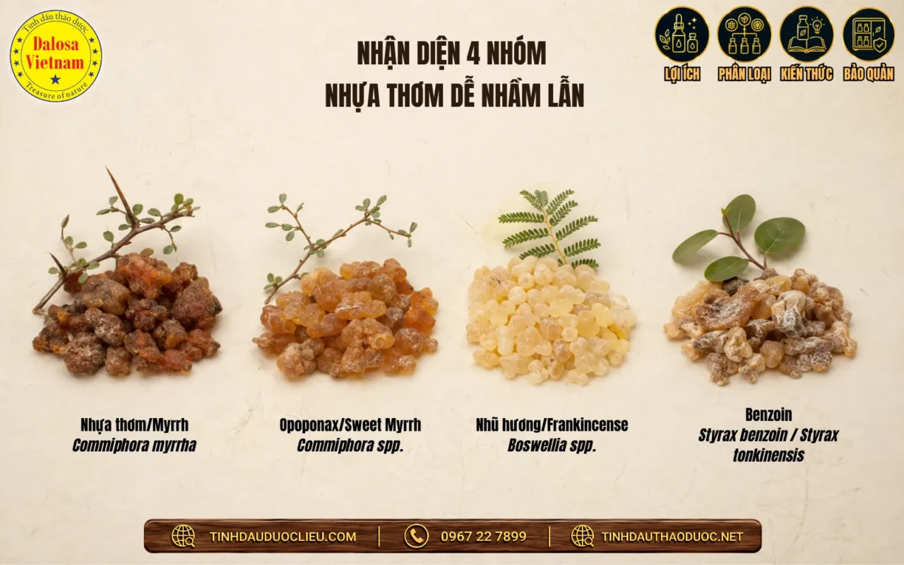 Phân biệt Myrrh, Opoponax, Frankincense và Benzoin