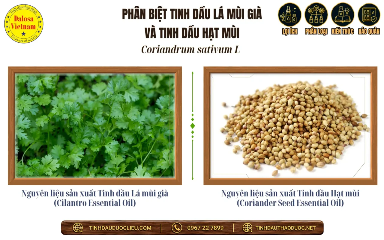 Những Tên Gọi Khác Của Tinh Dầu Lá Mùi Già 2 Nguyên liệu sản xuất Tinh dầu Lá mùi già và Tinh dầu Hạt mùi