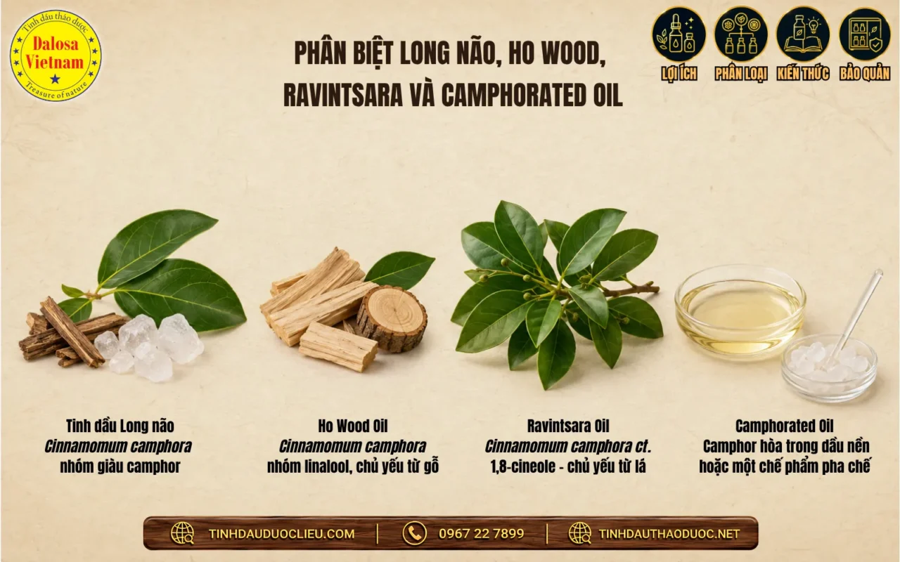 Phân biệt Tinh dầu Long não, Ho Wood, Ravintsara và Camphorated Oil