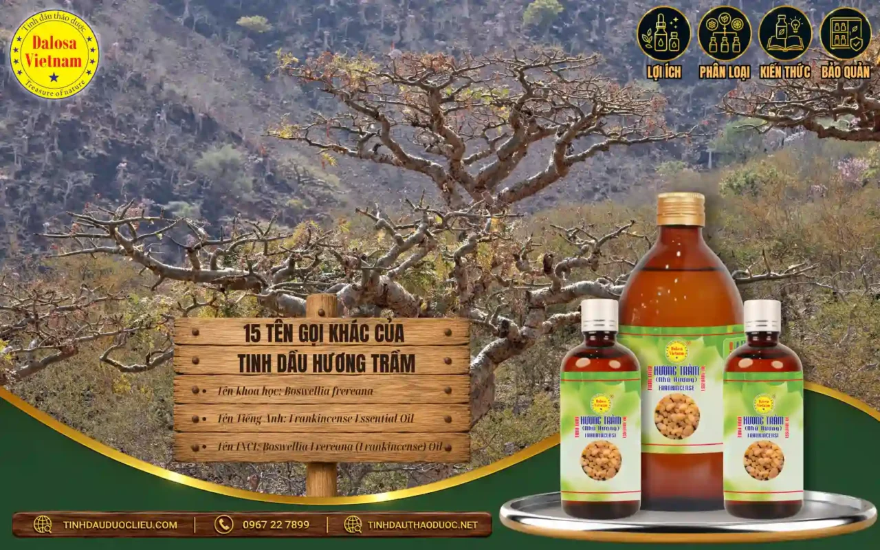 Tinh dầu Hương trầm từ nhựa cây Boswellia – Frankincense Essential Oil