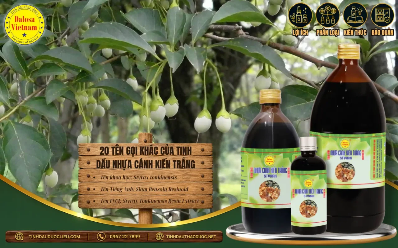 Nhựa cánh kiến trắng từ Styrax tonkinensis – Siam Benzoin Resinoid